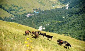 Гора Чегет. По пути встречаем небольшие стада лошадей