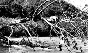 Переправа через реку Мутновская по поваленному водой дереву