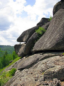 Скальник Мурена