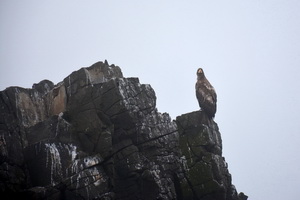 Белоплечий орлан на острове Старичков